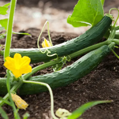 cucumber in a garden