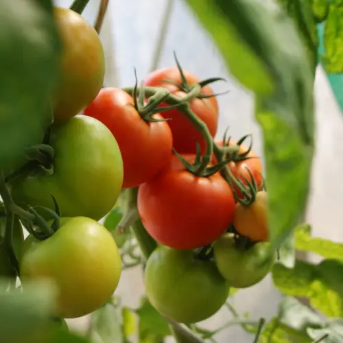 tomatoes on the vine for sundried tomato dressing