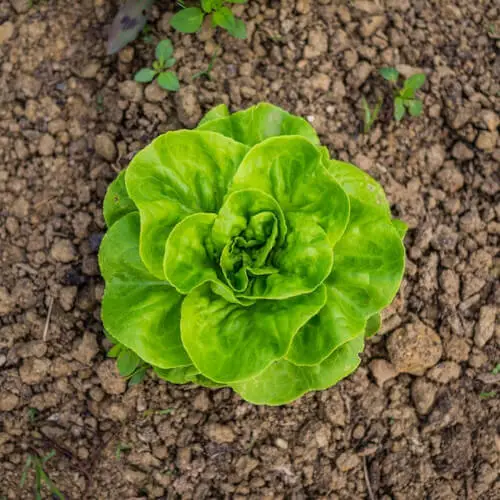 lettuce growing in the ground